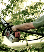 Domestic Tree PruningTrimming